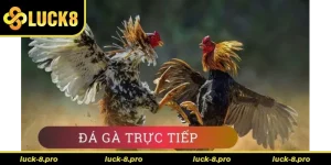 Hướng Dẫn Cách Chơi Đá Gà WS168 Tại Luck8 Nhanh Hiệu Quả