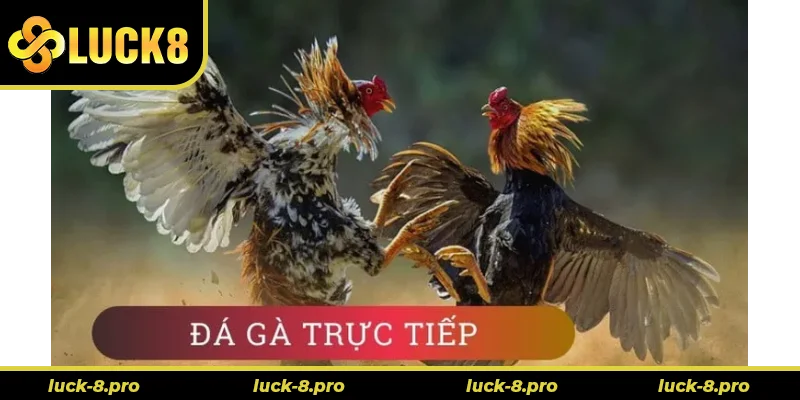 Hướng Dẫn Cách Chơi Đá Gà WS168 Tại Luck8 Nhanh Hiệu Quả
