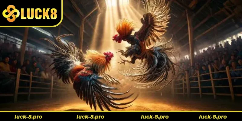 Cách Chơi Đá Gà GA28 Luck8 Đỉnh Cao Trải Nghiệm Cá Cược Cách Chơi Đá Gà GA28 Luck8 Đỉnh Cao Trải Nghiệm Cá Cược