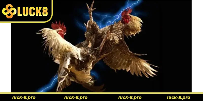 Hướng Dẫn Cách Chơi Đá Gà WS168 Tại Luck8 Nhanh Hiệu Quả