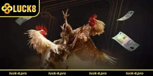 Cách Chơi Đá Gà Sabong Luck8 Đỉnh Cao Cá Cược Trực Tuyến