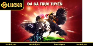 Cách Chơi Đá Gà 3D Luck8 Đỉnh Cao Giải Trí Trực Tuyến