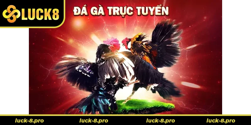Cách Chơi Đá Gà 3D Luck8 Đỉnh Cao Giải Trí Trực Tuyến