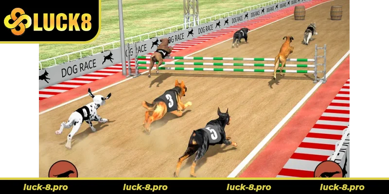 Cách Chơi Game Nhanh Đua Chó Tại Luck8 Chuẩn Xác Nhất